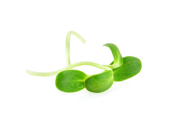 Sunflower seedling on white background