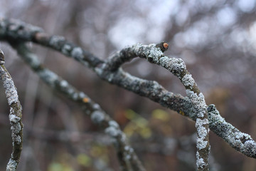 branches without leaves covered with moss