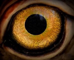 an animal eye