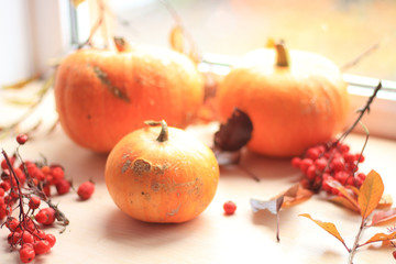 Naklejka na ściany i meble still life with pumpkins and rowanberry