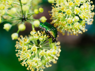 Rose chafer beetle, Chrysolina graminis. Shiny, emerald green metallic large insect on ivy, hedera, flower. Closeup, selective focus. Raindrops after rain.