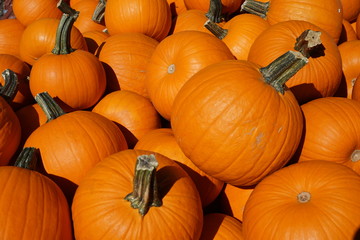 Pumpkin