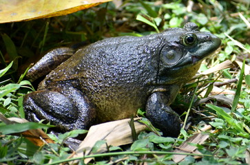 Large bullfrog sitting in a Malaysian park
