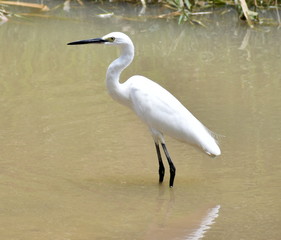 Side view of a white egret fishing in a small stream