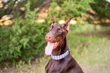 Doberman-pinscher outside in a wooded setting close up of the face and cropped ears