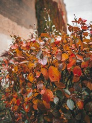 Autumn, bright, Bush, red and orange leaves