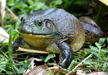 Large bullfrog looking at the camera in a Malaysian park
