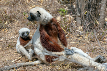 Crowned sifaka lemur ( Propithecus coronatus ), Mother and Baby. Wild nature Madagascar © mirecca