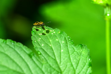 Close-ups of different insects inhabiting wild plants