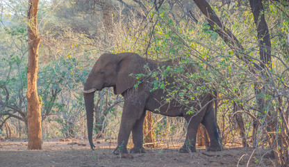 A large African elephant in a clump of trees in the Kruger National Park in South Africa image with...