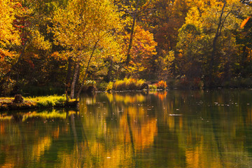 Fototapeta premium 紅葉リフレ