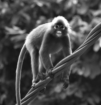 Black and white image of a langur monkey on a power cable in a Malaysian park