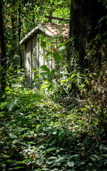 Cabane dans forêt - fougère