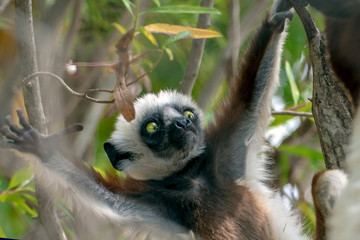 Crowned sifaka lemur ( Propithecus coronatus ),Young baby. Portrait.Madagascar - wild nature.