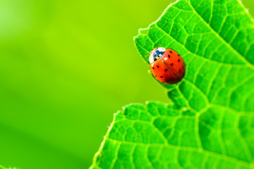 Fototapeta premium Close-ups of different insects inhabiting wild plants