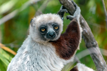 Crowned sifaka lemur ( Propithecus coronatus ), Portrait. Madagascar - wild nature.