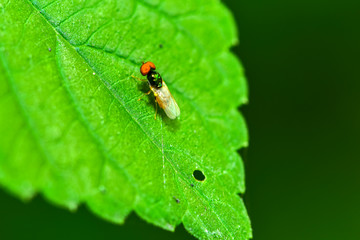 Close-ups of different insects inhabiting wild plants