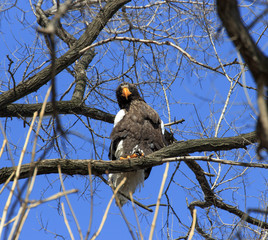 Steller's sea eagle (Haliaeetus pelagicus), sitting on a tree branch and looking down on a background of blue sky.