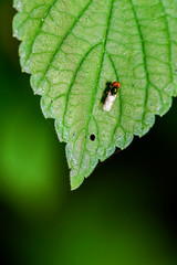 Close-ups of different insects inhabiting wild plants