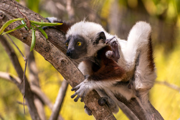 Crowned sifaka lemur ( Propithecus coronatus ),Young baby. Portrait.Madagascar - wild nature.
