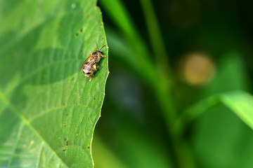 Close-ups of different insects inhabiting wild plants