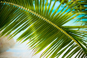 Close up view of nice green palm leaf green and yellow sunlight of leaves on nature texture background, coconut tree.