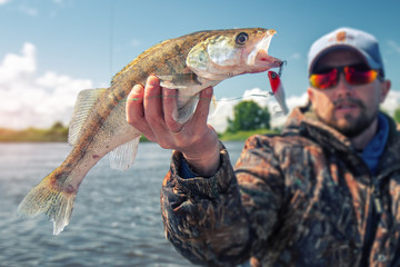 Young amateur angler holds the fish (Zander) in the hand being on the lake
