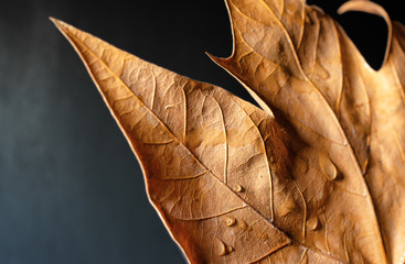 Closeup of dry autumn leaf with dew drops, black gradient background