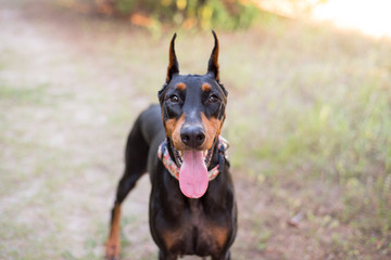 Doberman-pinscher outside in a wooded setting, close up of the face and cropper ears