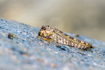 Unique fish. Barred mudskipper or silverlined mudskipper. Periophthalmus argentilineatus.