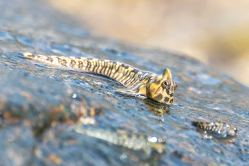 Unique fish. Barred mudskipper or silverlined mudskipper. Periophthalmus argentilineatus.