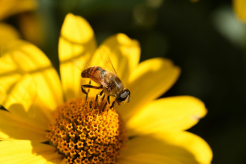 A bee collects pollen on the pistils and stamens of a yellow flower. Macro. Beekeeping