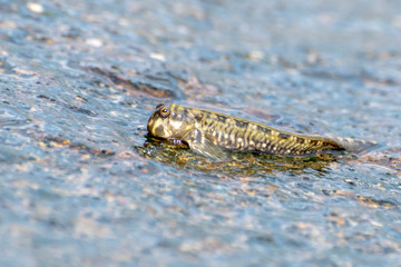 Unique fish. Barred mudskipper or silverlined mudskipper. Periophthalmus argentilineatus.