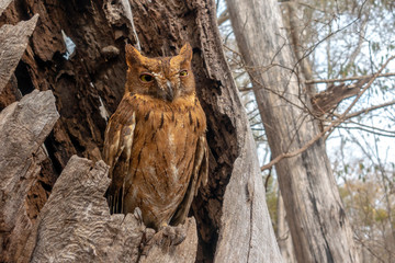 Madagascar Scops-owl  ( Otus rutilus), Pemba Dwergooruil, Malagasy