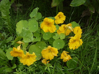 Цветок куст настурция желтая