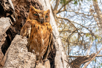 Madagascar Scops-owl  ( Otus rutilus), Pemba Dwergooruil, Malagasy