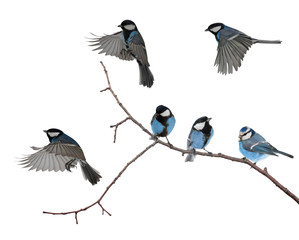 isolated six blue colored tits on tree branch
