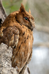 Madagascar Scops-owl  ( Otus rutilus), Pemba Dwergooruil, Malagasy