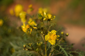 yellow flowers in garden