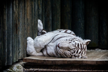 White tiger in Liberec zoological garden