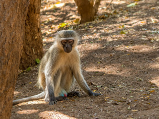 Obraz premium A vervet monkey with colourful genitalia sits next to a tree in the shade in the Kruger National Park in South Africa image with copy space in horizontal format