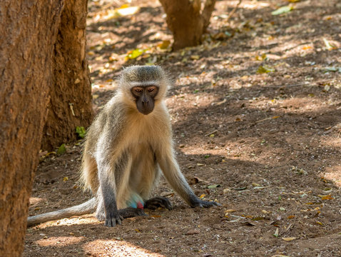 A vervet monkey with colourful genitalia sits next to a tree in the shade in the Kruger National Park in South Africa image with copy space in horizontal format