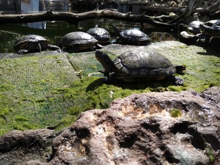 animales