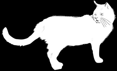 standing white cat isolated on black