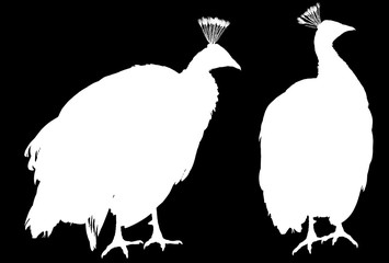 two white peacock silhouettes