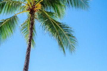 ハワイ ワイキキビーチの空 ヤシの木