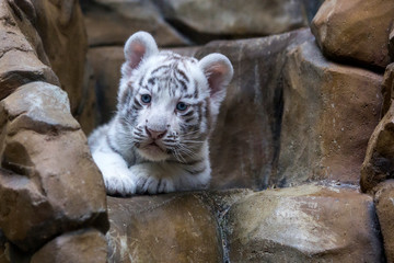 White tiger cub in zoological garden