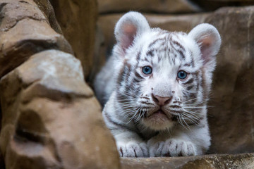 White tiger cub in zoological garden © Petr