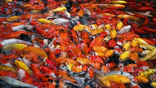 Hundreds of Koi fish, fancy Amur carp (jinli or nishikigoi) are swimming in the water in schools. Decorative fish in the water garden in Du Fu Chinese park, Chengdu. People feed the fish.