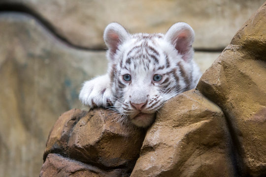 White Tiger Cub Images – Browse 11,987 Stock Photos, Vectors, and Video